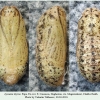 lycaena tityrus pupa1